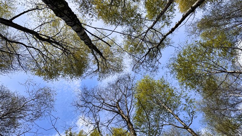 looking up into canopy