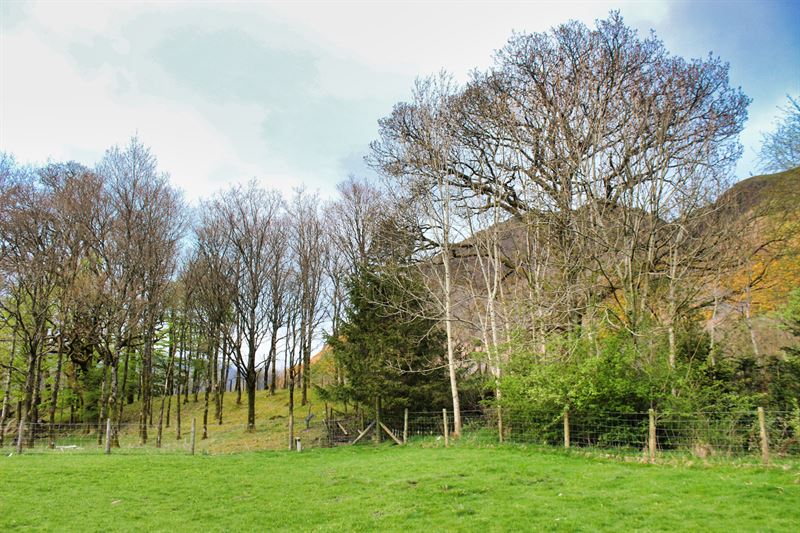Hedge area with mature trees