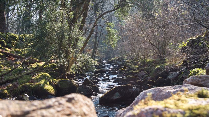 upload river with trees growing next to it