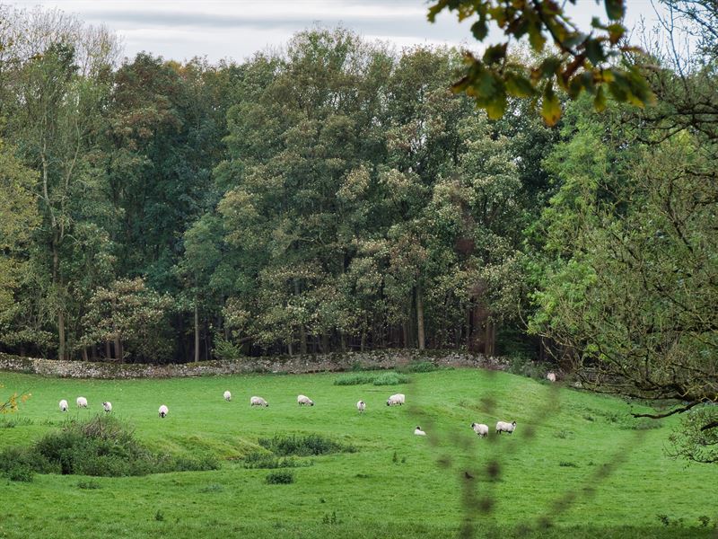 sheep grazing in field surrounded by forest