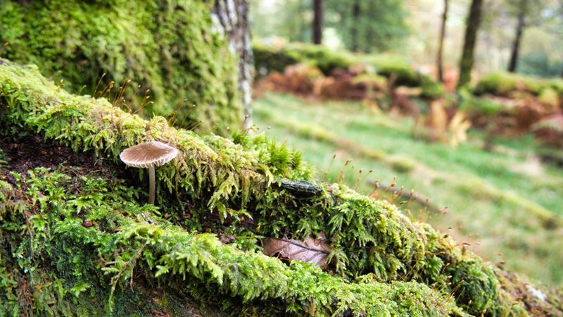 mushroom on moss on an oak tree