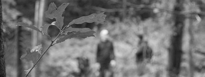 oak leaf with people out of focus in background