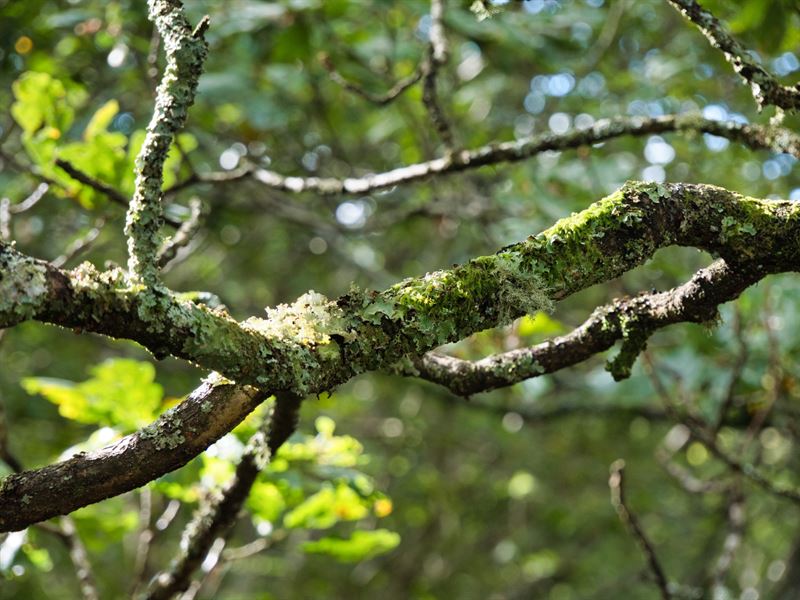 lichen covered branch