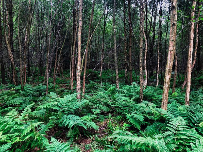 Dense understory  of birch and bracken