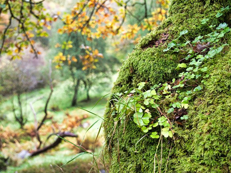 close up of moss on a boulder