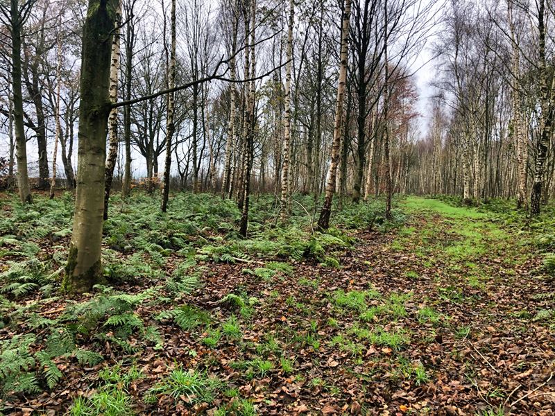 understory after shearing