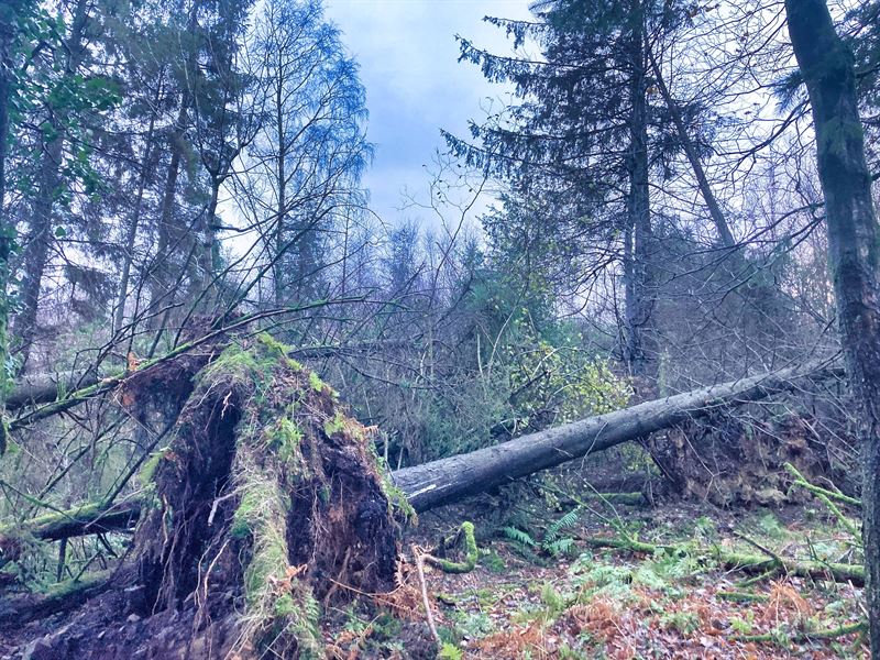 storm damaged trees