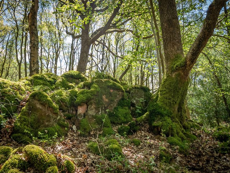 ancient woodland