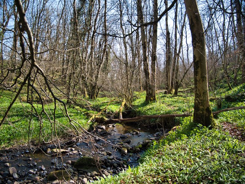 the river and ground flora in the existing woodland