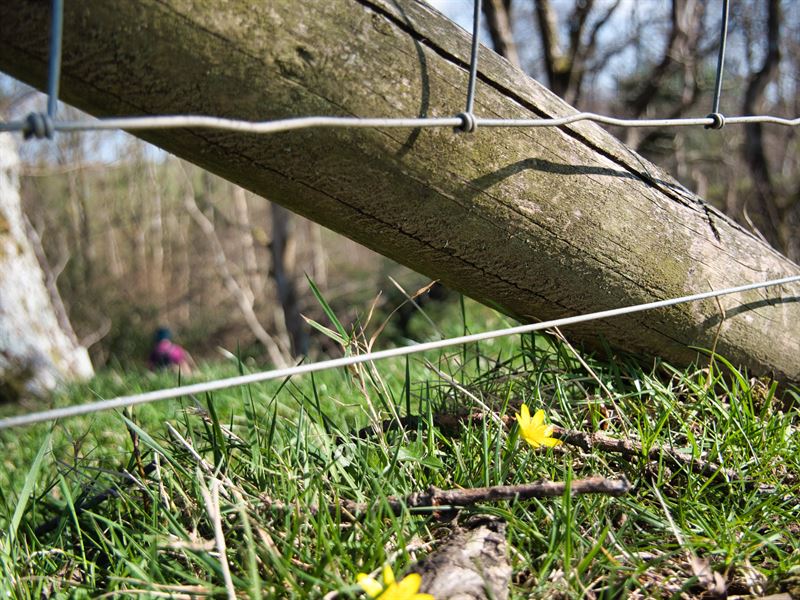 a flower growing under a fence