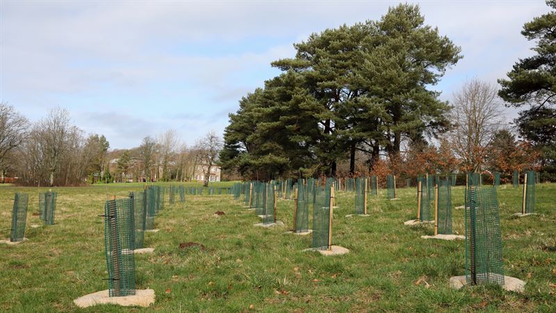 newly planted trees with tree guards surrounded my mature trees