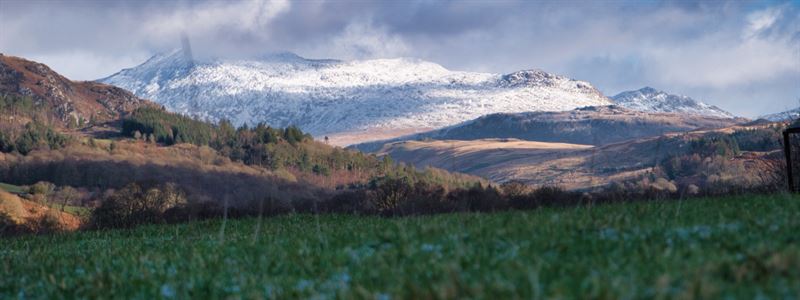 grazing field and snowy mountains